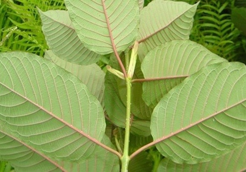 kratom
