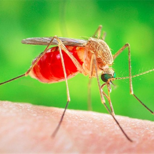 Do You Fear Dengue Now You Don’t Need To