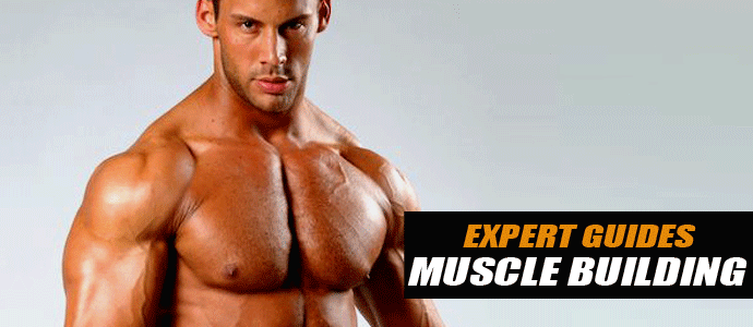 Fundamentals Of Muscle Building