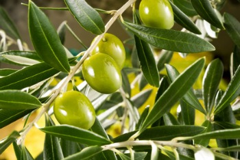 Olive Leaf Extract Side Effects