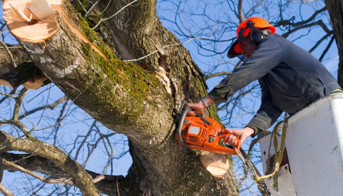 Experts At Tree Surgery In Slough