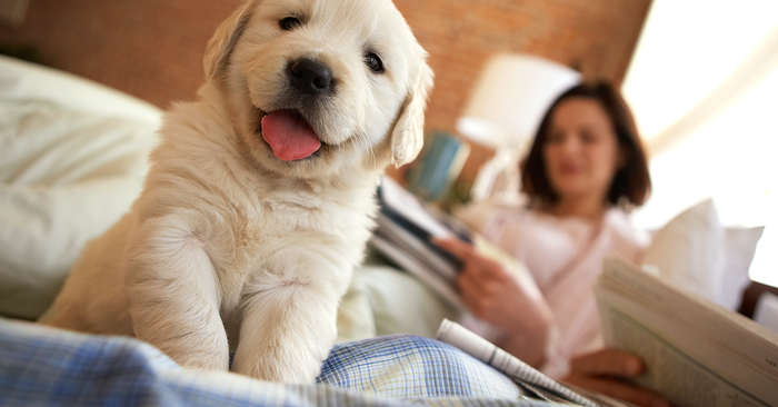 Choose A Lovable Puppy For Your Home And Have An Adorable Companion